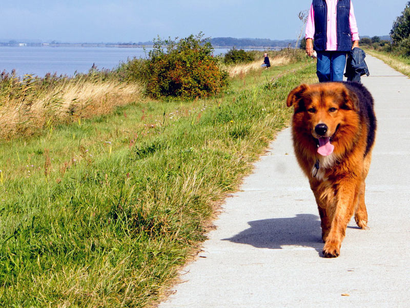 Urlaub mit Hund in Mecklenburg-Vorpommern