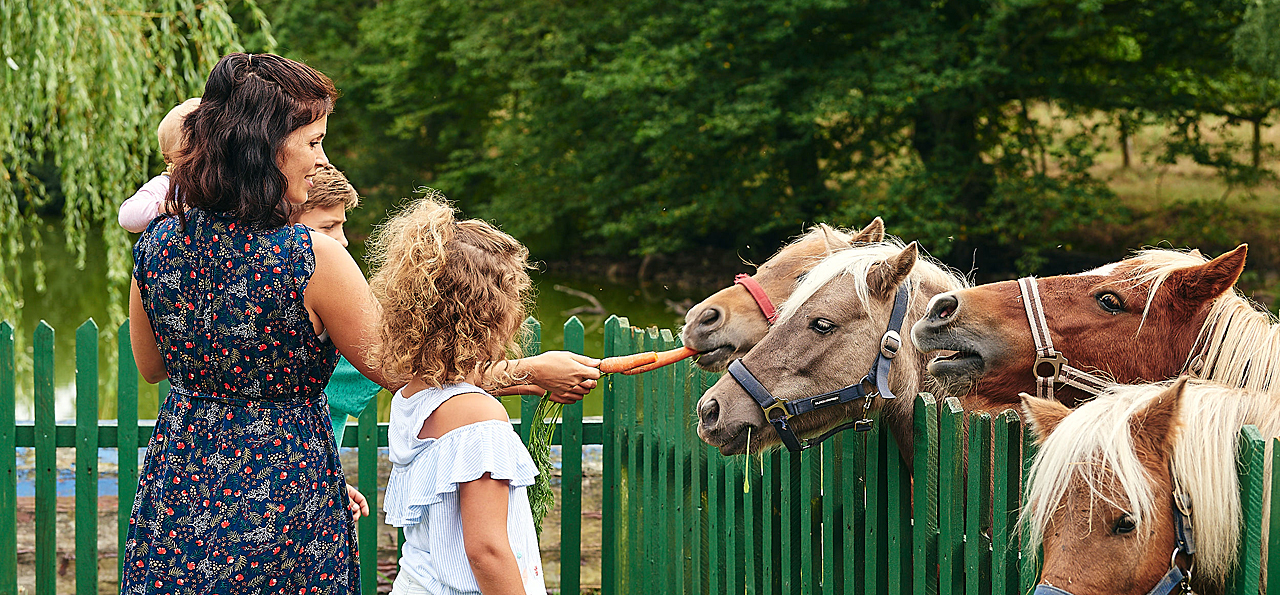 Projekt Horse Tourism