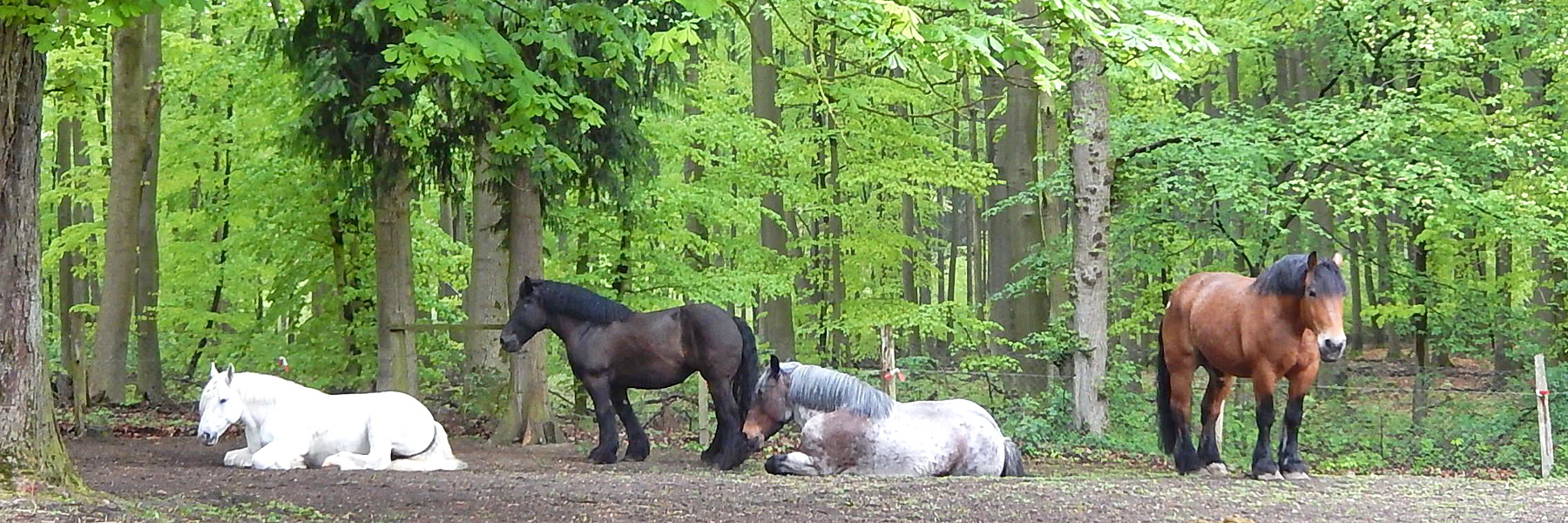 vier Pferde - Waldhof Stalder