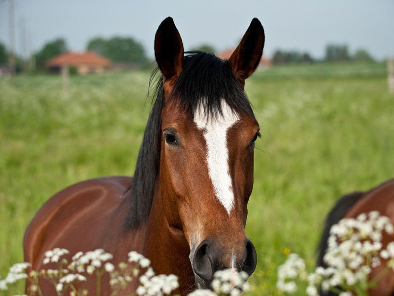 Pferd auf der Weide