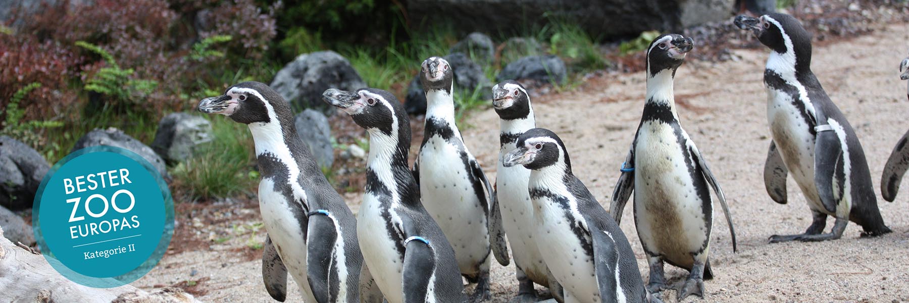 Pinguine - Zoologischer Garten Rostock